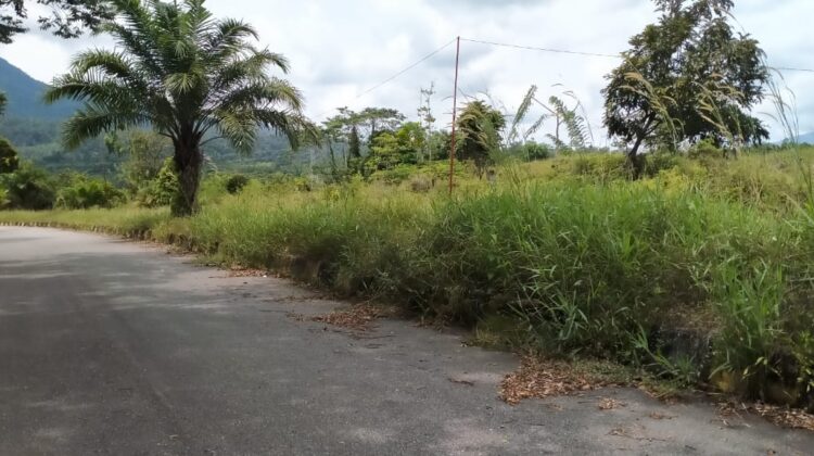 Taman Pembatas Arah Jalur Dua di Malili Tak Terurus, Rumputnya Setinggi 2 Meter
