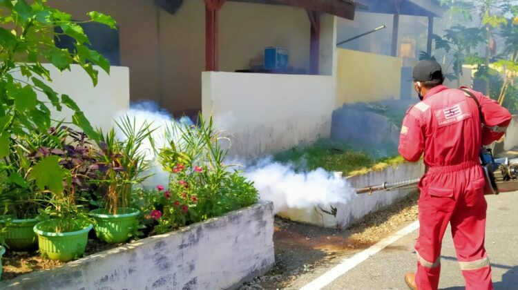 Dalam 6 Bulan Ada 29 Kasus DBD di Lutim, Ini Cara Pemerintah Cegah Penularannya