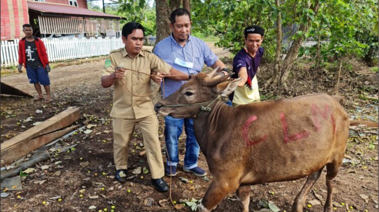 Idul Adha, PT. CLM Berkurban Enam Ekor Sapi, 3 Kambing
