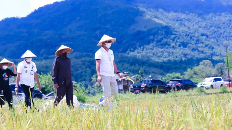 Pakai Ini, Petani Sawah di Wasuponda Berhasil Usir Hama Tikus