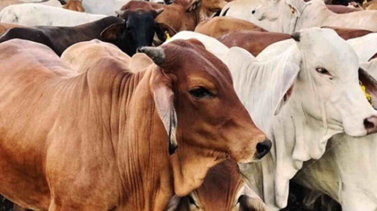 Jelang Idul Adha, Ini Tips Memilih Hewan Qurban Yang Baik