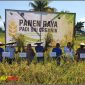 SRI Organik PT Vale, Harapan Baru Pertanian Produktif dan Ramah Lingkungan di Pomalaa