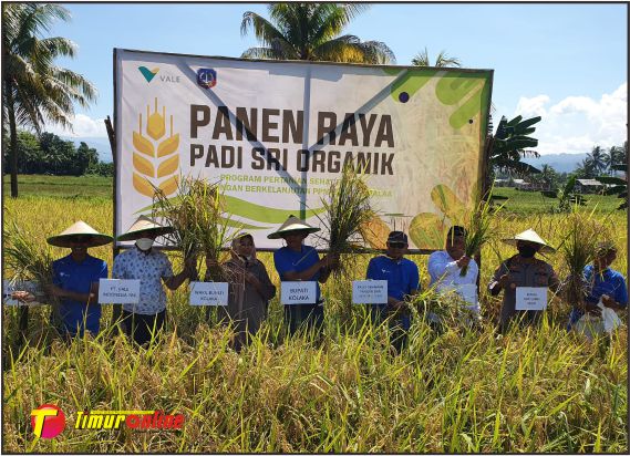SRI Organik PT Vale, Harapan Baru Pertanian Produktif dan Ramah Lingkungan di Pomalaa
