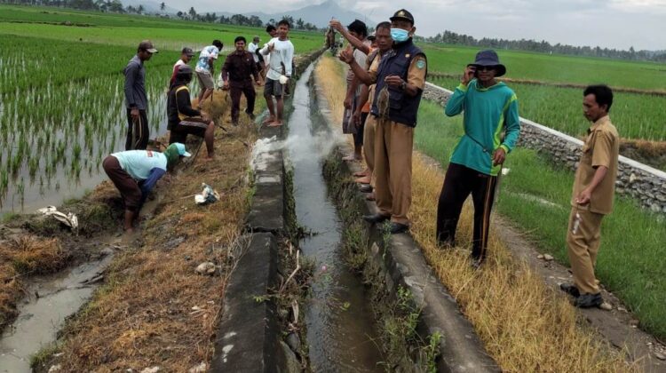 Petani se Desa Maramba Gelar Pengendalian Hama Tikus Sistem Gropyokan