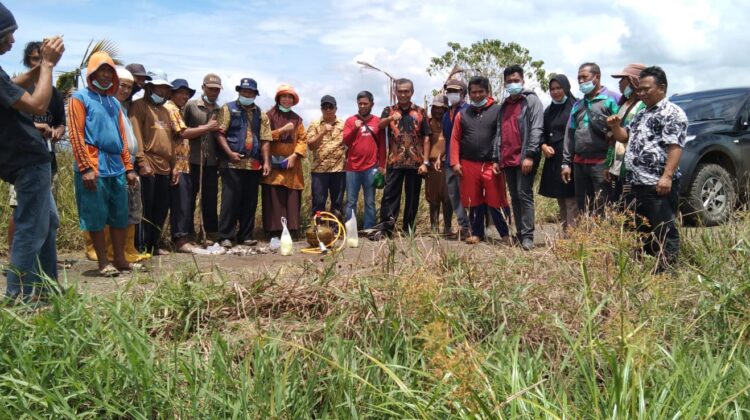 Dinas Pertanian Lutim, Pemdes – BPD Tole Lakukan Gropyokan Pengendalian Hama Tikus