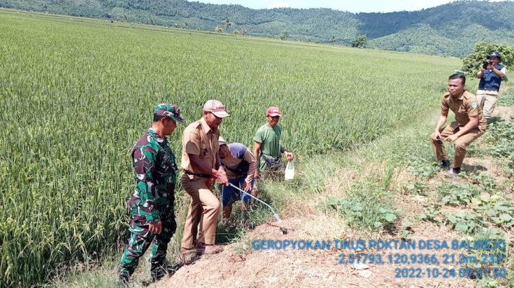 Kelompok Tani se Desa Balirejo Kecamatan Angkona Lakukan Pembasmian Hama Tikus