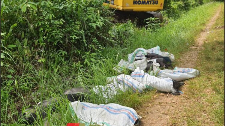 Pemkab Lutim Ambil Langkah Cepat Tangani Ribuan Babi Mati