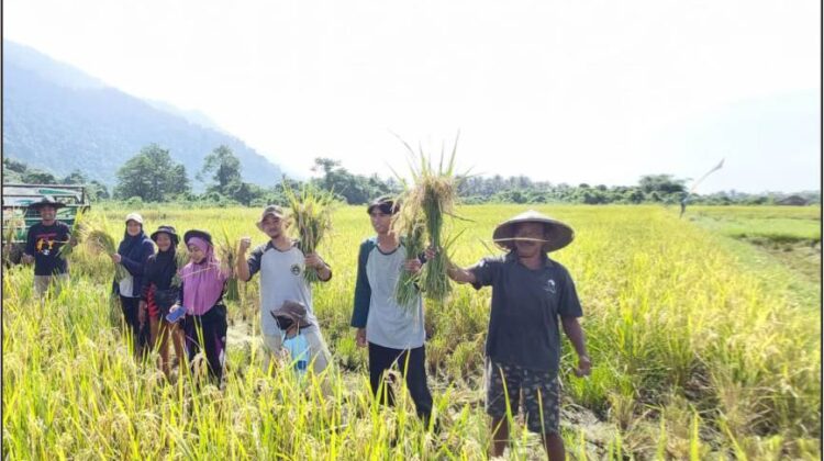 Panen Perdana, Petani Binaan PT Vale  Desa Ululere Panen Padi Organik Musim Ketiga