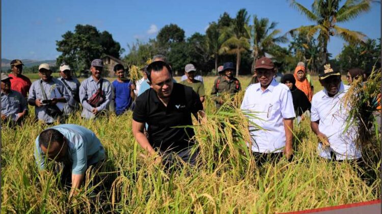 Cerita Petani Organik Binaan PT Vale: 11 Kali Panen, Hasil Makin Melimpah