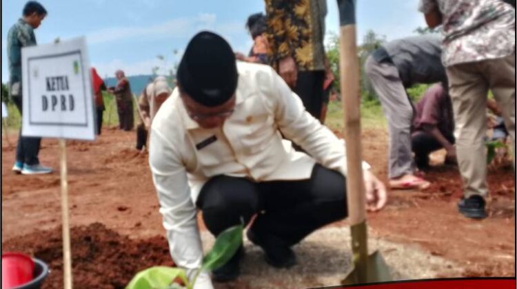 Ketua DPRD Lutim Tanam Perdana Pisang Cavendish : Bernilai Ekspor Tinggi