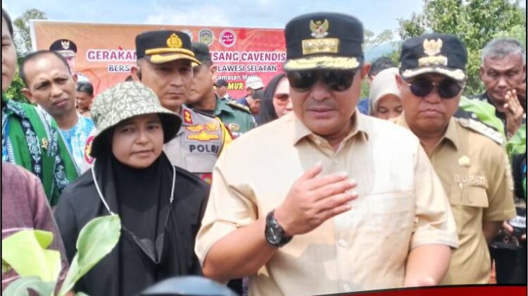 Pj. Gubernur Sulsel Klaim Luwu Timur Punya Prospek Untuk Ditanami Pisang Cavendish