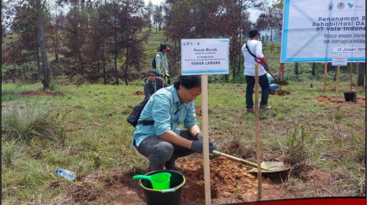 PT Vale Rehabilitasi DAS di Tana Toraja, Tanam 424 Ribu Bibit Pohon