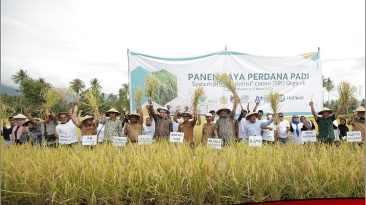 Buktikan Komitmen Keberlanjutan, PT Vale dan Alkhairaat Sinergi Konsultan CSR Panen Perdana Padi SRI Organik di Sigi