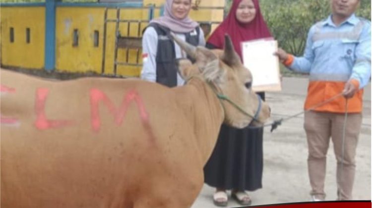 Momentum Idul Adha, CLM Qurban Enam Sapi