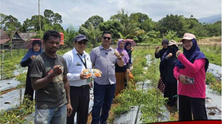 Reformer PKA Lutim Perkenalkan dan Implementasikan Metode Smart Farming pada Tanaman Cabai