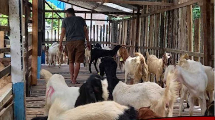 Warga Terima Bantuan Ternak Hasil Aspirasi Anggota DPRD Luwu Timur