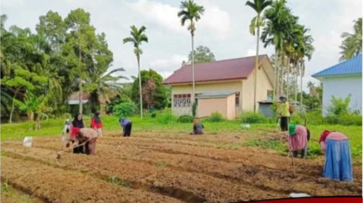 KWT Srikandi Desa Tarengge Tanam Sayur Organik