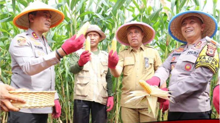 Budiman Dampingi Kapolda Sulsel Panen Perdana Jagung Program Ketahanan Pangan