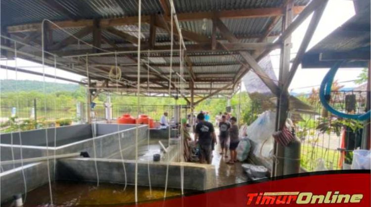 Wujud Nyata Program PPM, CLM Berikan Bantuan Bibit Udang ke Nelayan