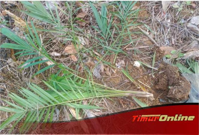 
					Utta Siddik Dilapor ke Polisi, Diduga Rusak Tanaman Kebun Warga