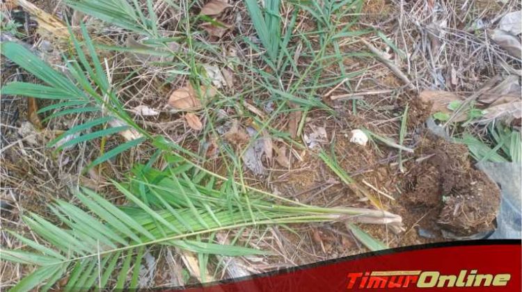 Utta Siddik Dilapor ke Polisi, Diduga Rusak Tanaman Kebun Warga
