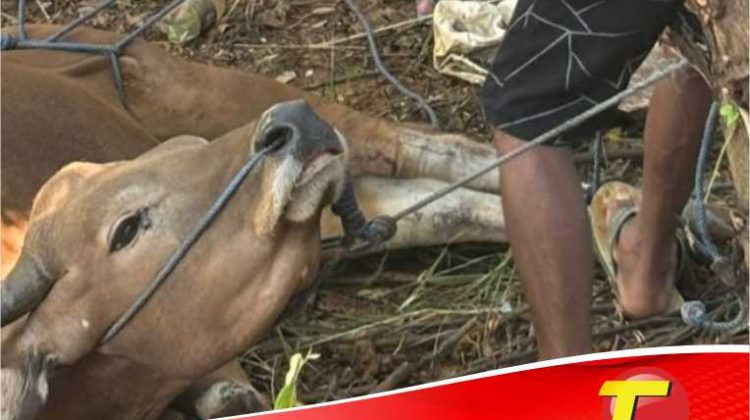 Momentum Hari Qurban, PT. CLM Sembeli Enam Sapi