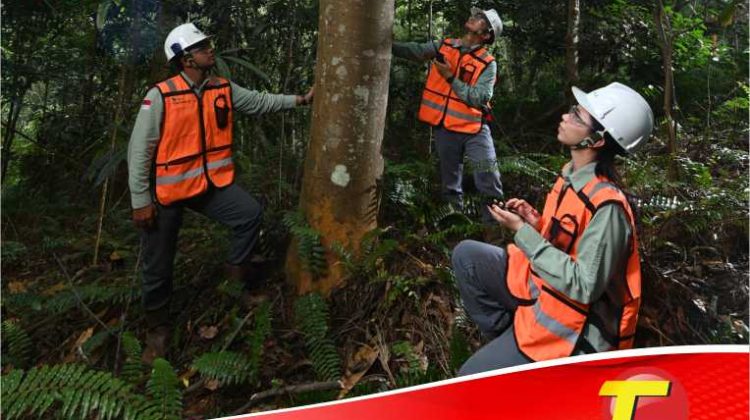 Komitmen Pada Keberlanjutan, PT Vale Hijaukan Area Bekas Tambang