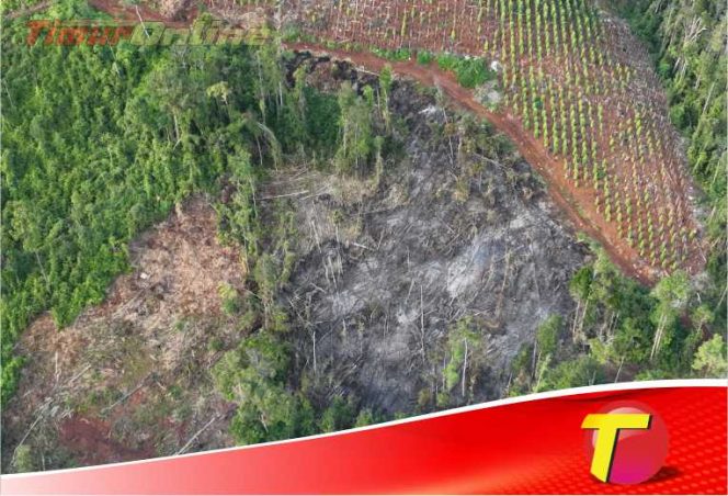 
					Tangkap 3 Pelaku Pembalakan Liar di Lutim, Balai Gakkum Ingatkan Pelaku Lain yang Beraktivitas