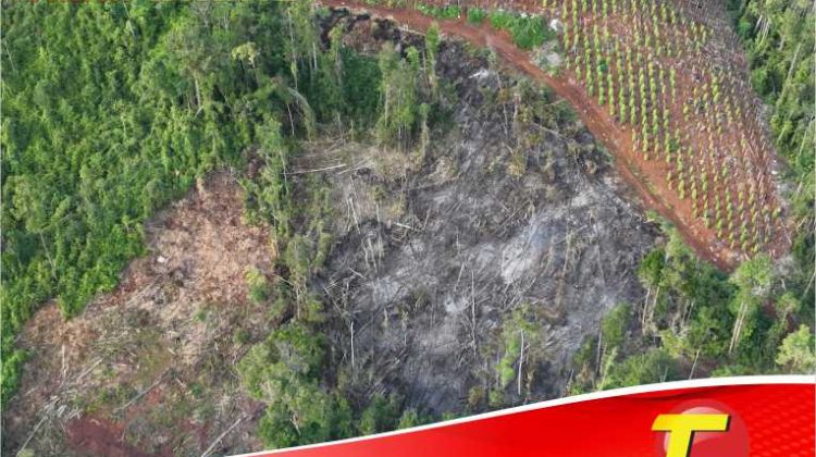Tangkap 3 Pelaku Pembalakan Liar di Lutim, Balai Gakkum Ingatkan Pelaku Lain yang Beraktivitas