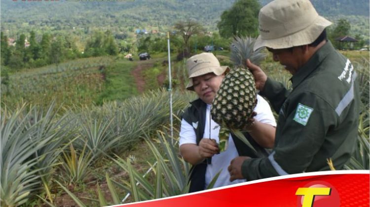 Mengenal Agrowisata Ponda’ta di Wasuponda, Hasil Binaan PT. Vale Indonesia