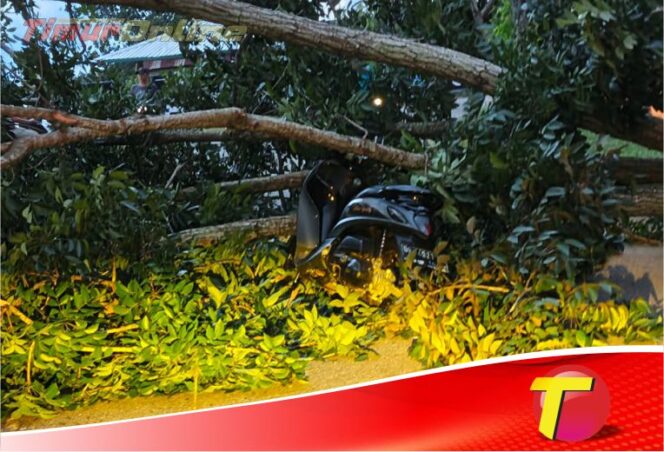 
					Pohon Tumbang di Baruga Timpa Pengendara Sepeda Motor