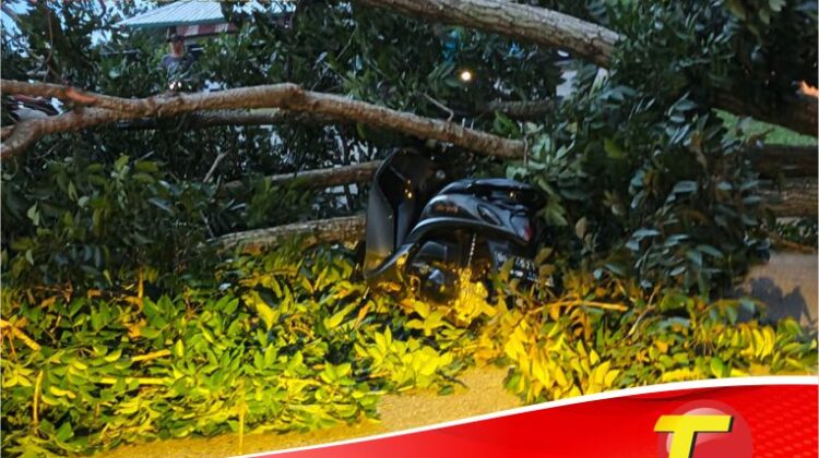 Pohon Tumbang di Baruga Timpa Pengendara Sepeda Motor
