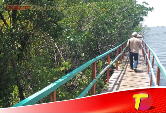 
					Mangrove Desa Pasi-Pasi, Dari Kepedulian Menjadi Sebuah Objek Wisata Menarik