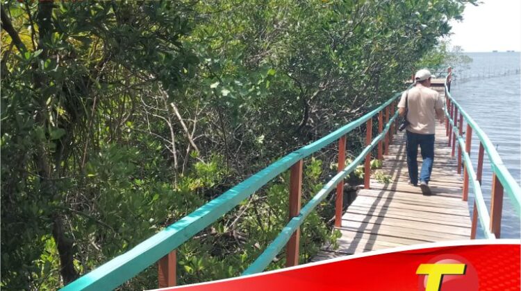 Mangrove Desa Pasi-Pasi, Dari Kepedulian Menjadi Sebuah Objek Wisata Menarik