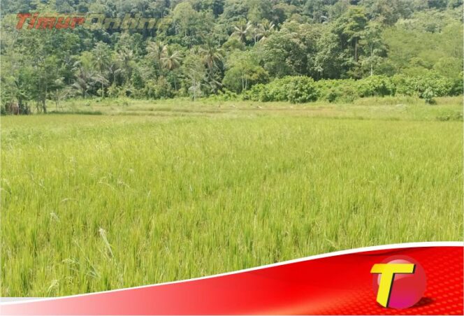 
					FOTO : Lahan Pertanian Tumbuh Subur di wilayah Tumpahan Minyak PT. Vale Indonesia