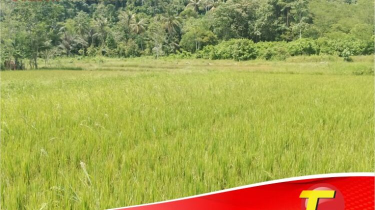 FOTO : Lahan Pertanian Tumbuh Subur di wilayah Tumpahan Minyak PT. Vale Indonesia
