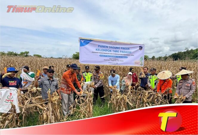 
					Wujudkan Ketahanan Pangan Berkelanjutan, Petani Binaan PT Vale Panen Jagung Pakan di Tondowolio