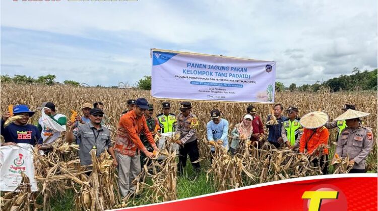 Wujudkan Ketahanan Pangan Berkelanjutan, Petani Binaan PT Vale Panen Jagung Pakan di Tondowolio