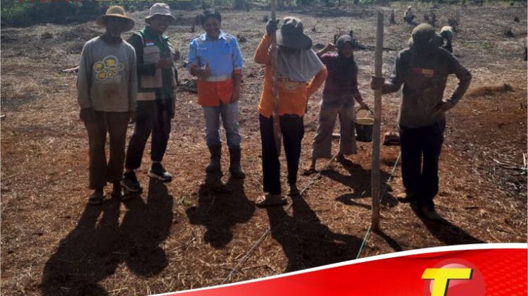 Penanaman Perdana Jagung Program Pangan Berkelanjutan PT CLM di Malili Resmi Dimulai
