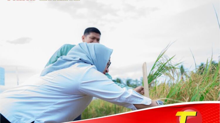 Dukung Asta Cita Presiden dan SDGs Ketahanan Pangan, PT Vale Panen Bersama Demplot Padi Berkelanjutan di Kolaka