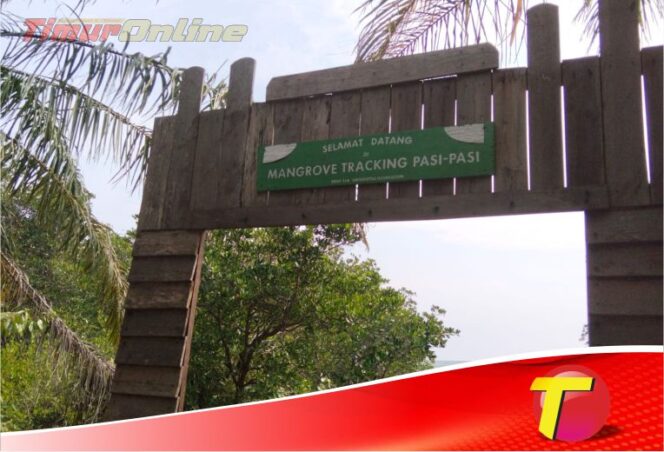
					Mangrove Desa Pasi-Pasi, Dari Konservasi, Edukasi Hingga Hindari Abrasi