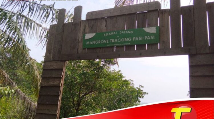 Mangrove Desa Pasi-Pasi, Dari Konservasi, Edukasi Hingga Hindari Abrasi