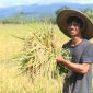 Kelompok Tani (KT) Harapan Mulya di Desa Libukan Mandiri melakukan panen raya atas hasil budi daya padi varietas Mentik Susu di lahan seluas 3 hektare.