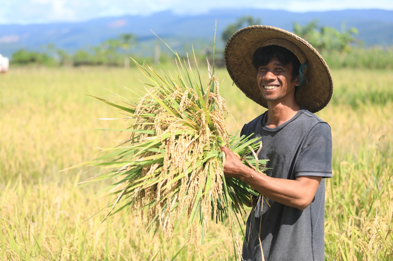 Kelompok Tani (KT) Harapan Mulya di Desa Libukan Mandiri melakukan panen raya atas hasil budi daya padi varietas Mentik Susu di lahan seluas 3 hektare.